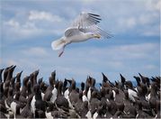 Brian Marcer - Herring Gull and Guillemots